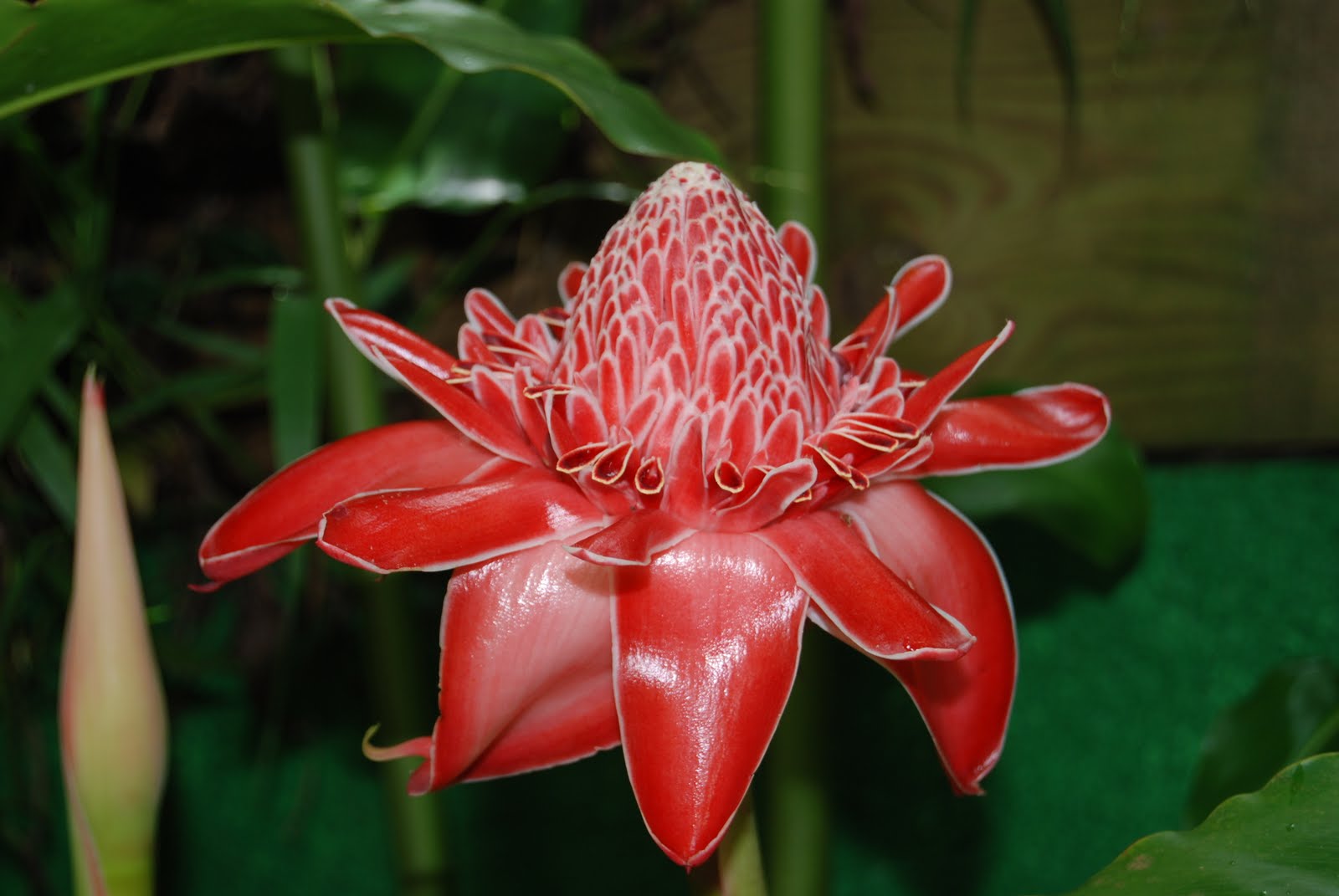 Daisy At Sea. Incredible flowers from Guadeloupe (photo)