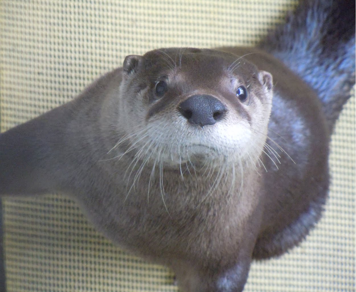 Tag Archive for "New York River Otter Project" The Adirondack Almanack