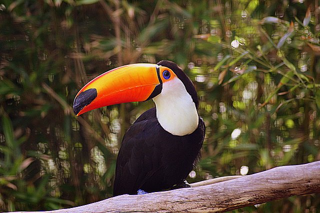 [Tucano]