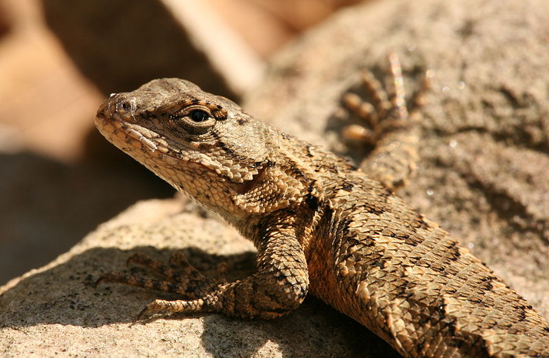 Miss Betsy's Tee-Tiny Tennessee Kitchen: Lounging Lizards