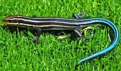 lizard-hide-background