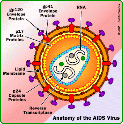 Hiv Aids Diagram