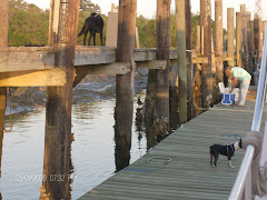 Marley, above, unwilling to join the family below.  Low tide.