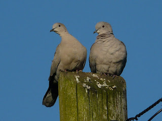Collared Doves, Mossley Hill