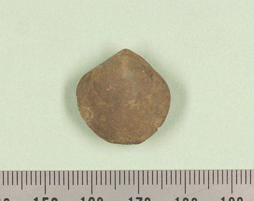 [Zeilleria+numismalis.JPG]