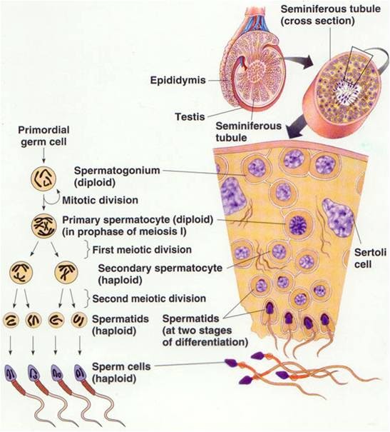 MyBiologyPal: Spermatogenesis &amp; Oogenesis