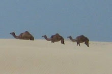 camels in dunes
