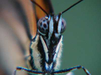 borboleta+close1.jpg