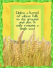 Kernel of Wheat