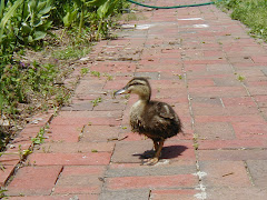 The Animal Shelter Duckling