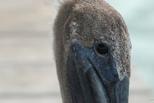 Brown Pelican