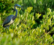 Tricolored Heron