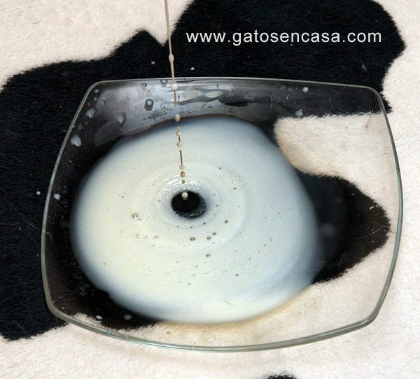 me encontre un gato recien nacido que hago