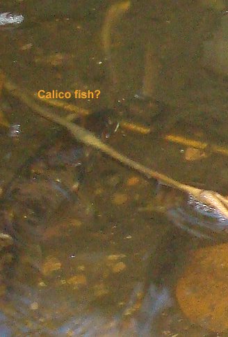 [calicofish.JPG]