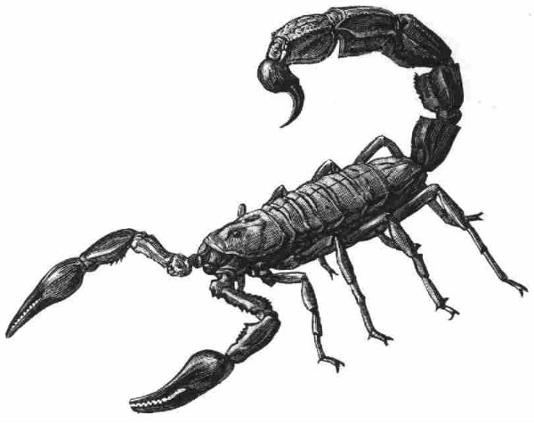 scorpion2.jpg