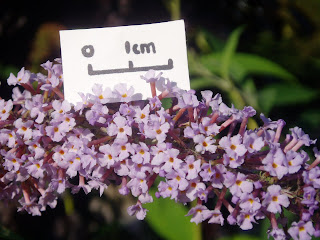 Powell River Books Blog Coastal Bc Plants Butterfly Bush