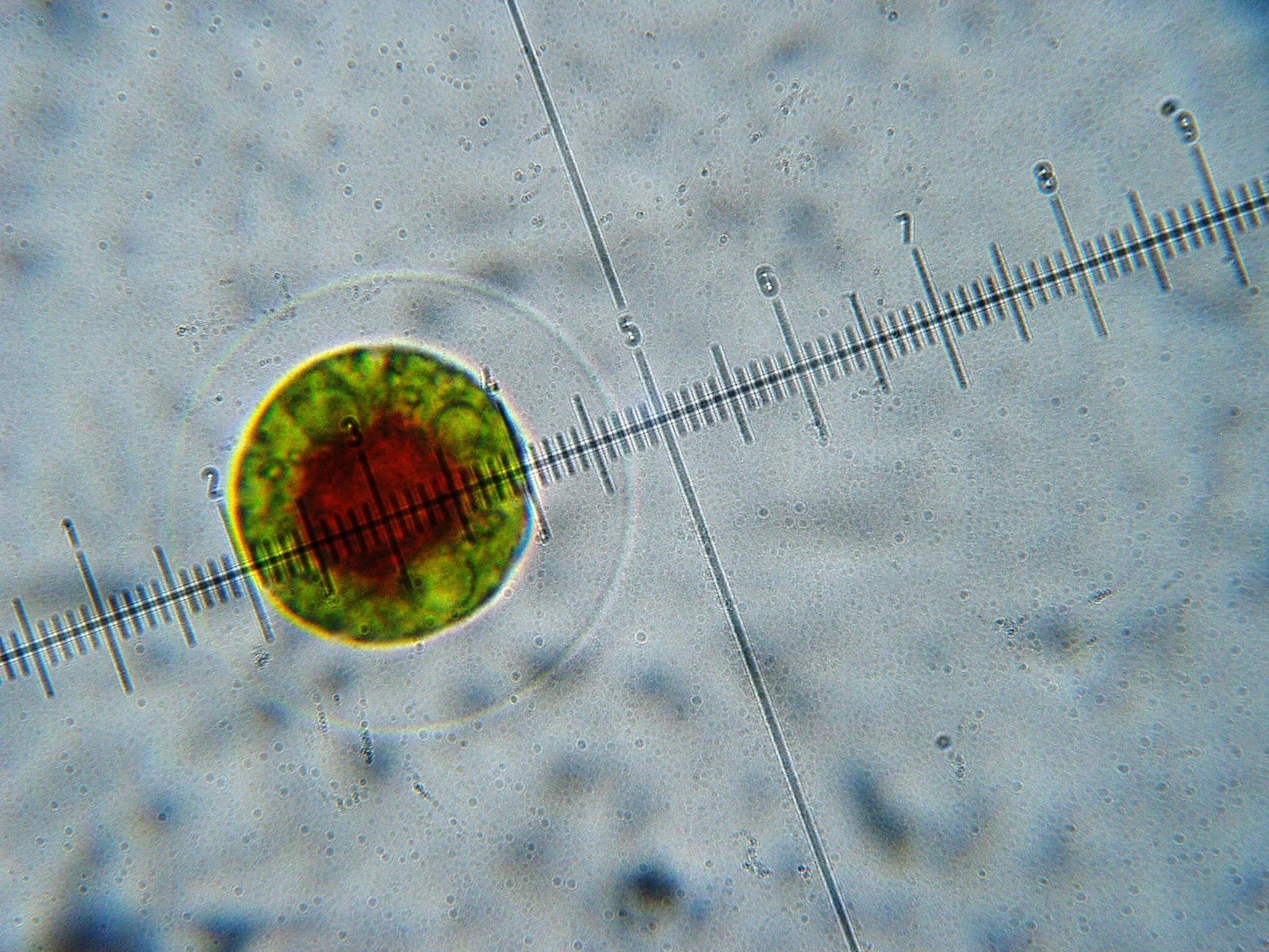 [algae+haematococcus+sp..JPG]
