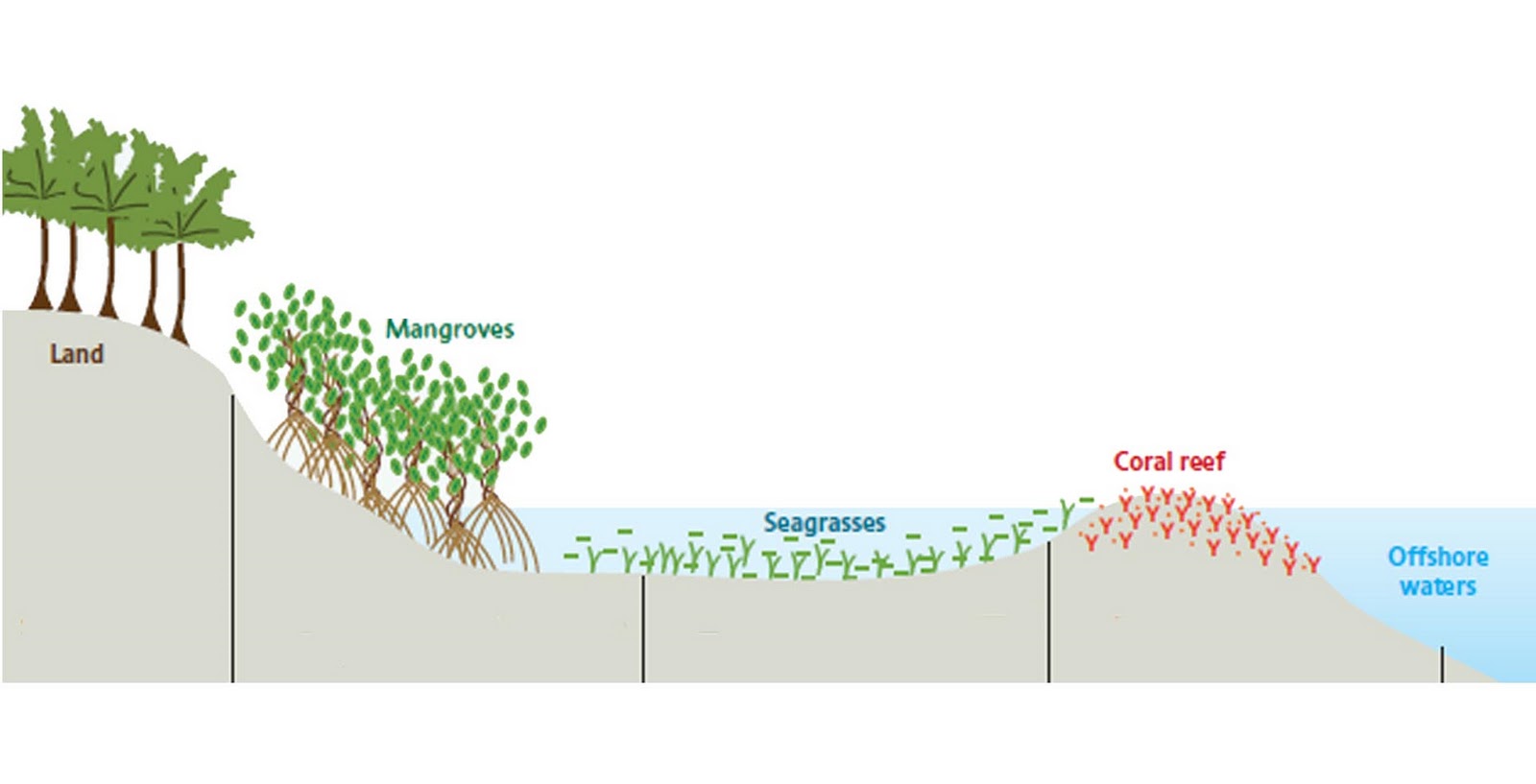 coral reef mangroves