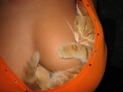 [gato_siesta_teta.jpg]