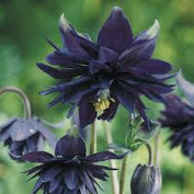 Columbine o Aquilegia