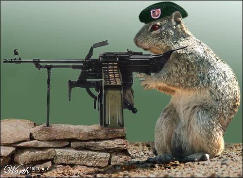 [squirrel8sb.jpg]