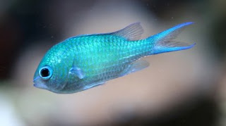 green chromis damsel