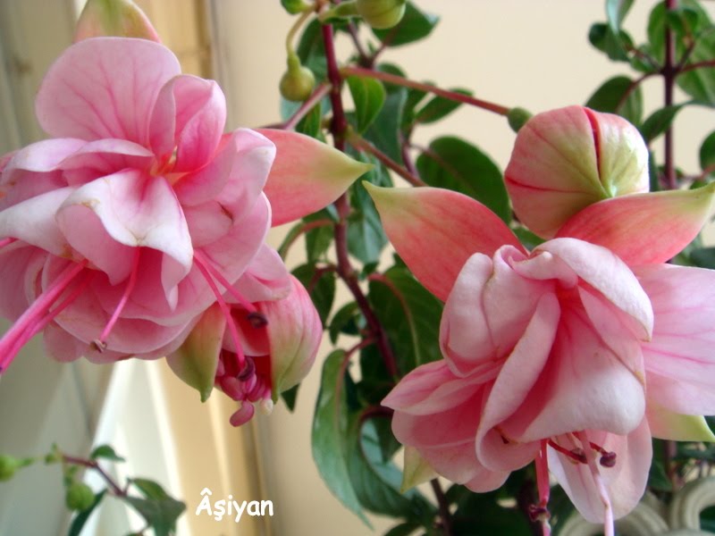 Âşiyanda Katmerli Küpe çiçeği