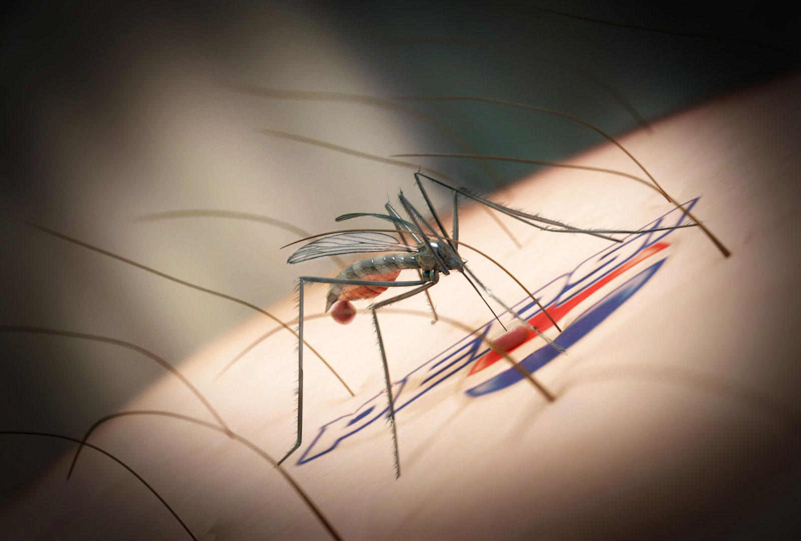 [mosquito.jpg]