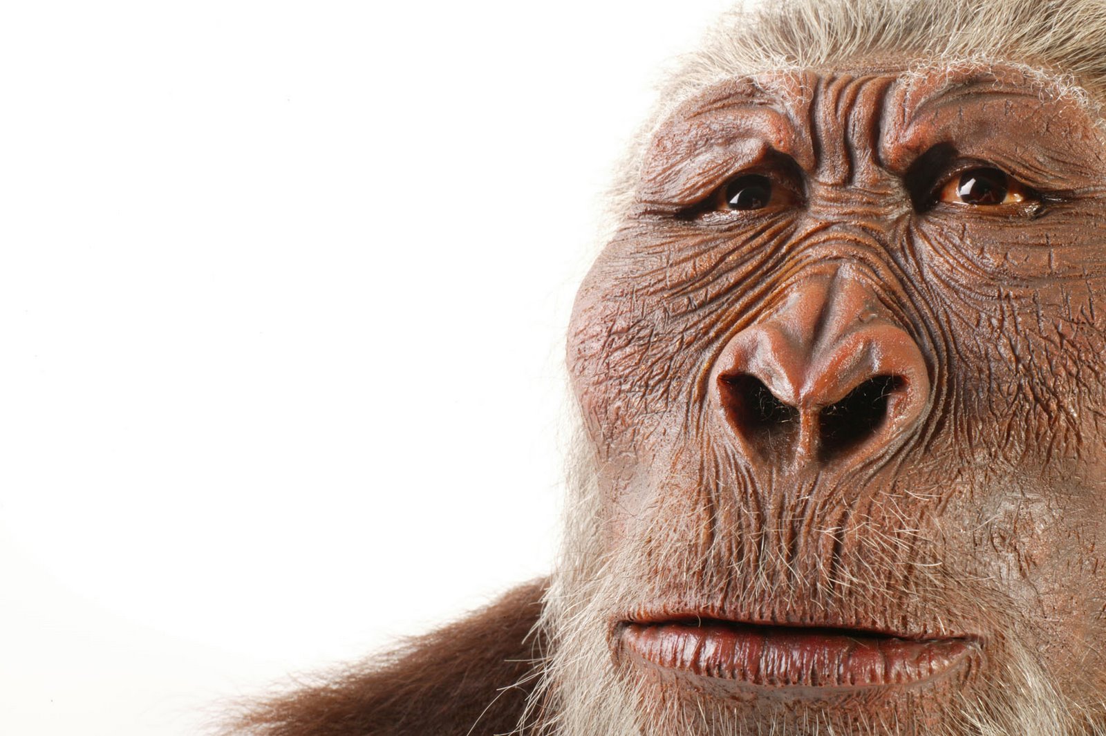 [1_paranthropus.jpg]