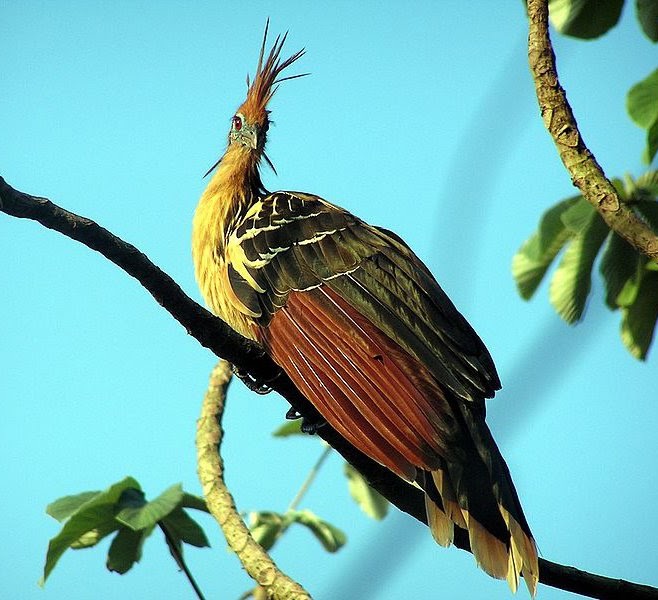 ellergy WORLD'S MOST UNUSUAL BIRD