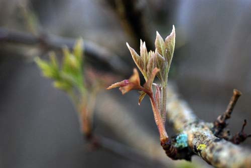 [holunderknospen.JPG]