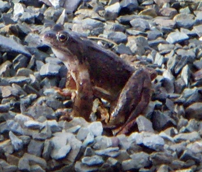 [frosch_030210b.JPG]