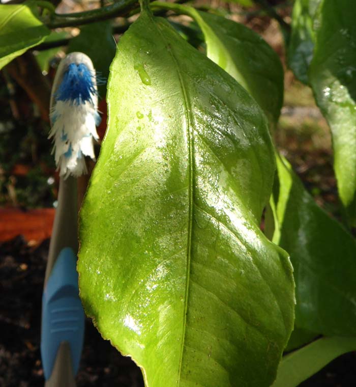 [zahnbürstenblatt.JPG]