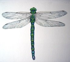 [dragonfly.jpg]