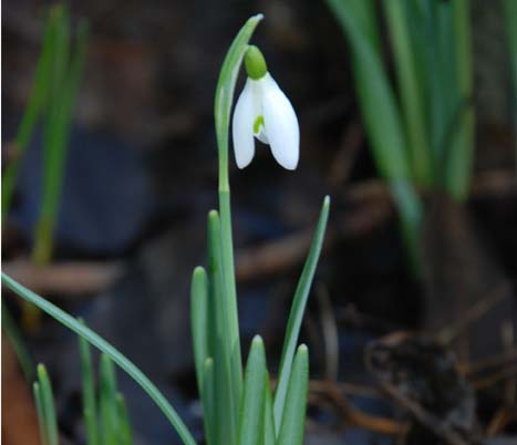 [Schneeglöckcxs.JPG]
