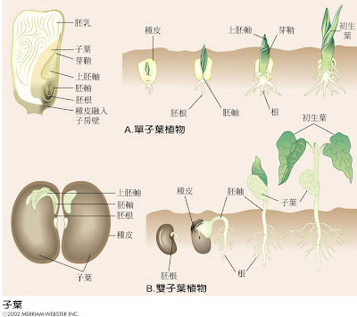 四 被子植物 國中生物教學網