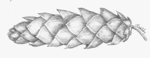 [pinecone_sig.jpg]