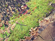 Magical False Spring (mossytrunkfalsespring)