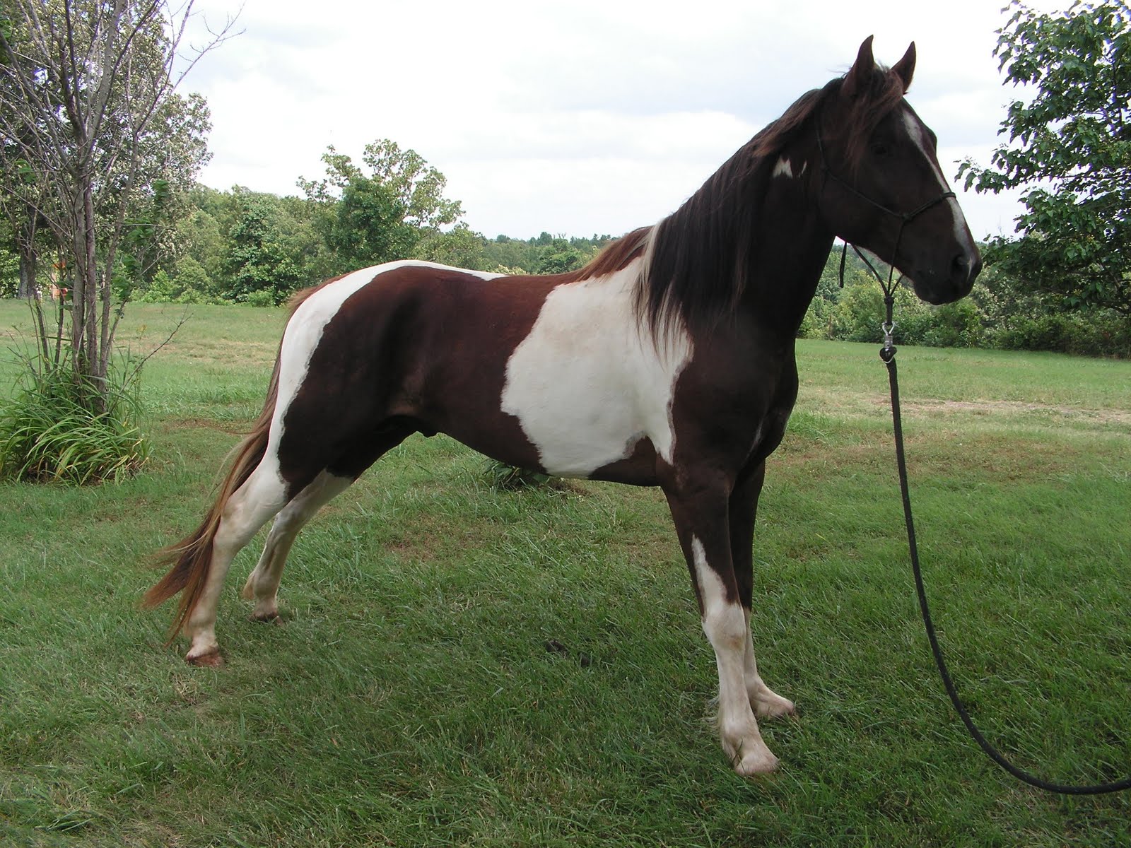 4 Mile Creek Gaited Horses Photos of our Stallion, Rooster's Ridge