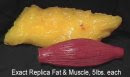 Fat VS. Muscle