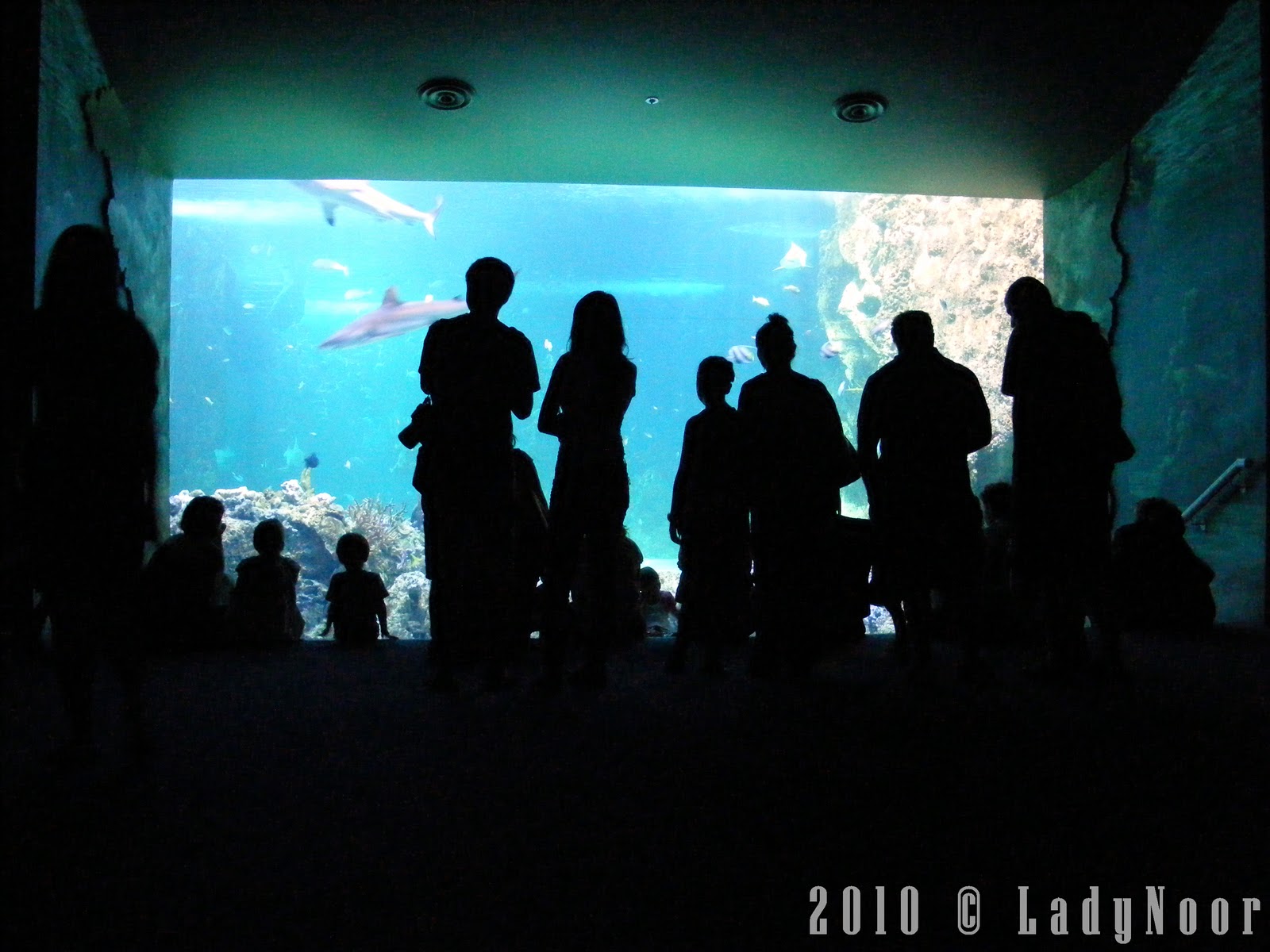 http://1.bp.blogspot.com/_8JDEdswG5Yo/TOYtJzNJVxI/AAAAAAAAEb8/Z6-5tooVtiE/s1600/aquarium.jpg