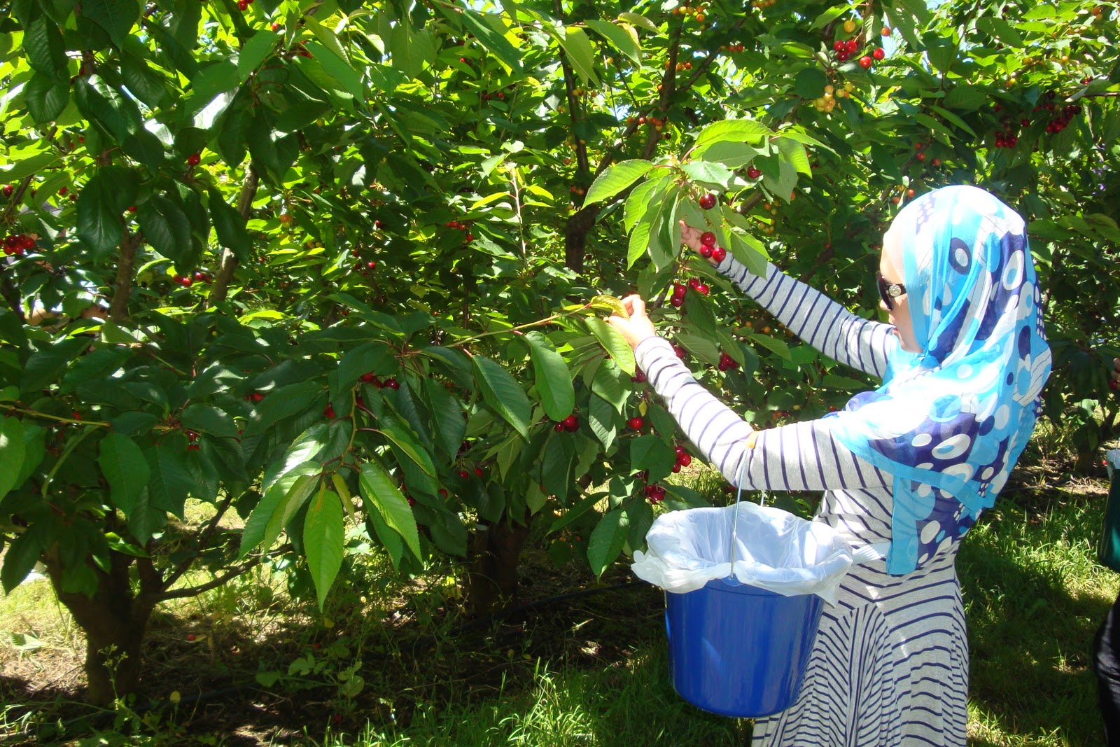 pemetik buah