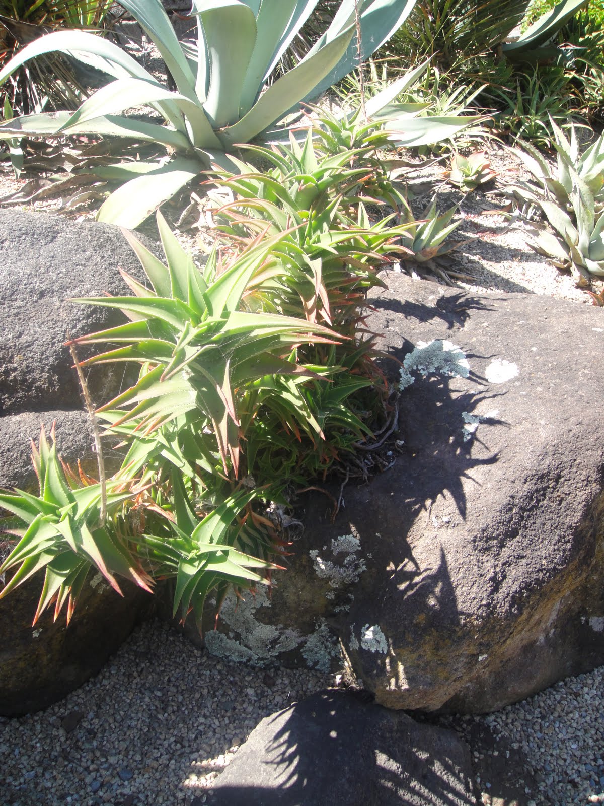 Succulent Rock Garden Ideas Photograph | Got some ideas for