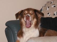 Gemthorne Feel the Buzz.  nearly 8 years young and a Grade 5 Agility Dog