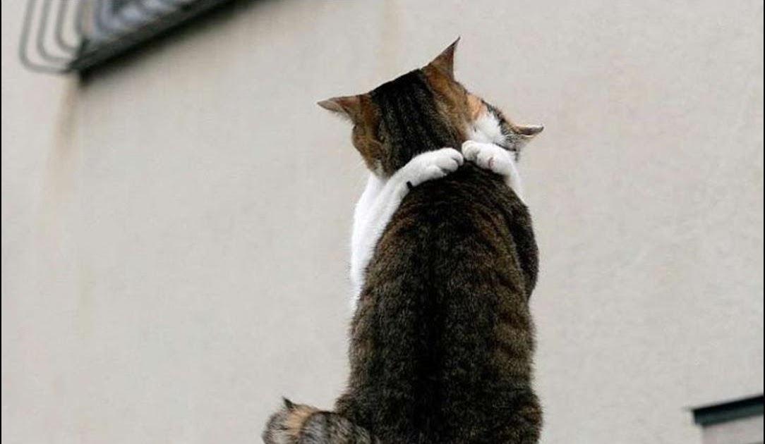 La Maison du Faucon Mignons animaux (un peu de tendresse bordel) La Maison du Faucon Mignons animaux (un peu de tendresse bordel)