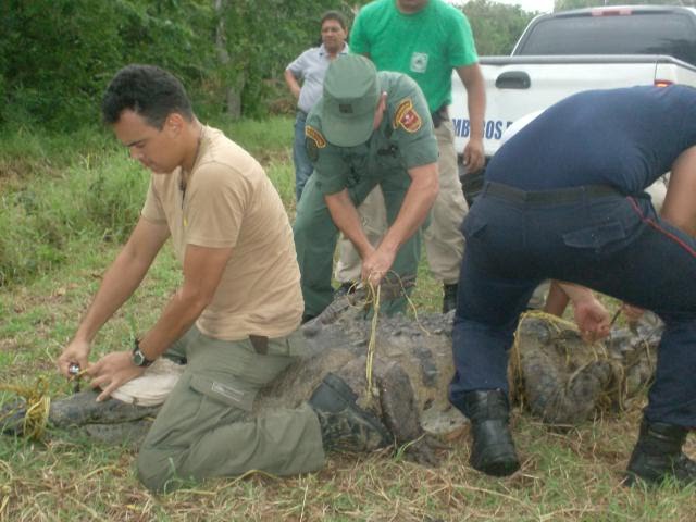 rescate de caiman de la costa(cocodrilus intermedius)