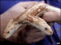 More than 400 two-headed snakes have been recorded