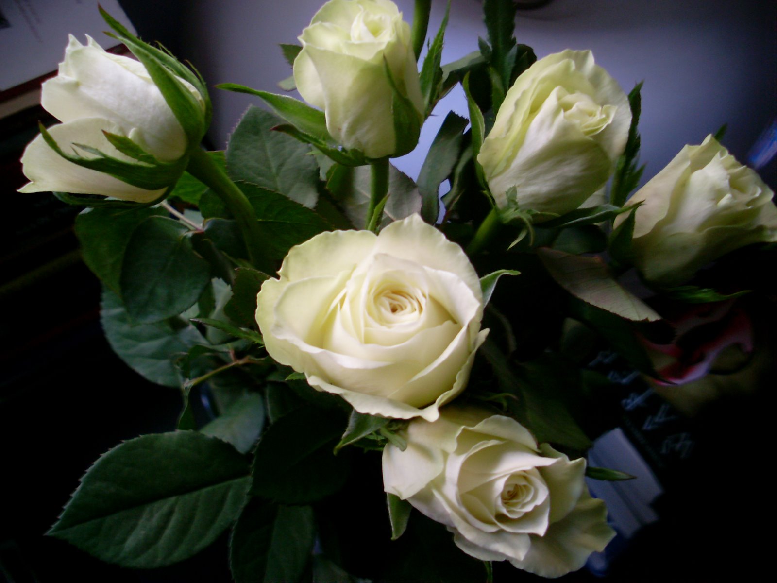 [SL371635.JPG]