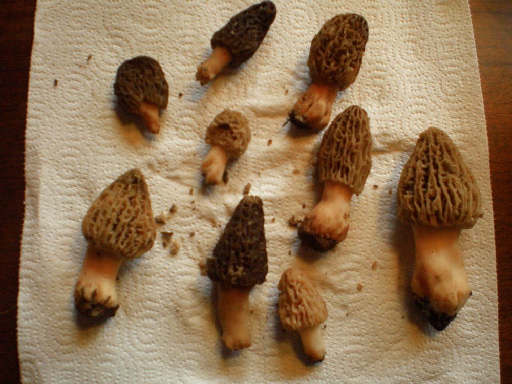 [morels!.jpg]