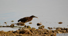 Green Heron with fish